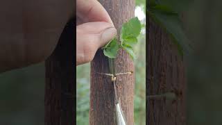 Fruit trees can be quickly propagated through grafting nature grafting viralvideo tree ree [upl. by Annola815]