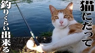 オイカワ釣りながら小ニャゴラと遊ぼう 料理コーナーは素揚げ 魚が釣れるのは当然 だって猫にだって釣りくらい出来るンだから Riverfishing Catch amp Eat [upl. by Heddie506]