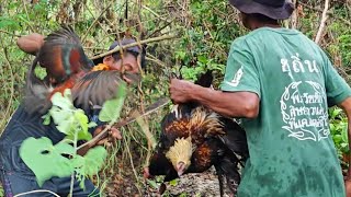 Hari ke 21 di Pulau Terpencil BERBURU AYAM HUTAN BUAT MAKAN SIANG [upl. by Siramad664]