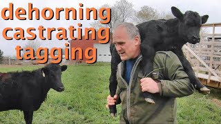 how to DEHORN CASTRATE amp TAG Dexter calves [upl. by Richy572]