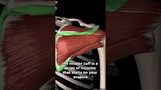 Why do we do rotator cuff exercises before working out shoulderexercise shoulder [upl. by Akinirt476]