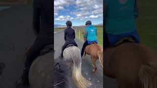 Saltvik Riding Iceland Adventures  🇮🇸 🐴 iceland horses [upl. by Pavla]