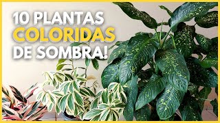 10 PLANTAS DE SOMBRA COM FOLHAGEM COLORIDA [upl. by Harmony]