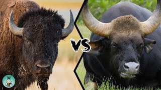 AMERICAN BISON VS INDIAN GAUR  Which is stronger [upl. by Ruprecht436]