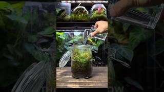 How To Water a Closed Terrarium💦 [upl. by Berfield]