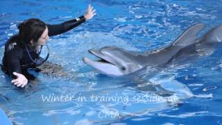 Winter the Dolphins story [upl. by Enyahs]