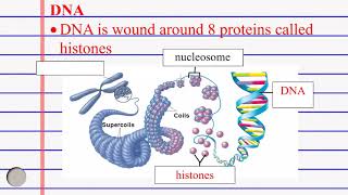 Epigenetics DNA methylation and Acetylation [upl. by Heddy]