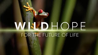 Season 2 Trailer  WILD HOPE [upl. by Arikat]