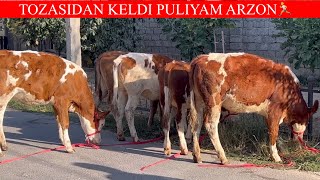 SIMMENTAL GʻUNAJINLAR DASTAFKASI BOR🔥🏃📞 908059509 [upl. by Ahseinaj]