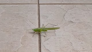 Long horned grasshopper jumping walking climbing doorcabinetshoes [upl. by Maison330]