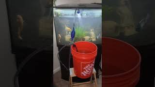 36 Gallon Bow Front Aquarium Water Changes 💧 Update [upl. by Broddie571]