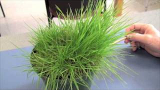 Cool Season Turfgrasses  Part 2 [upl. by Sugar]