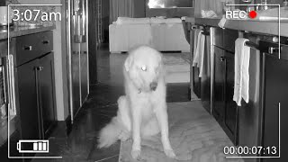 WHAT OUR GUARD DOG DOES ALONE AT NIGHT Night Vision Spy Cam Footage [upl. by Aleik277]