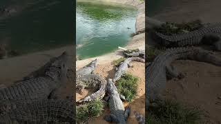 crocodile alligator florida everglades miami usa travel wildlife nature crocodiles [upl. by Willetta720]