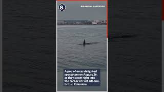 Orcas Put on Pure Magic Show in Canadian Harbor [upl. by Yrahcaz]