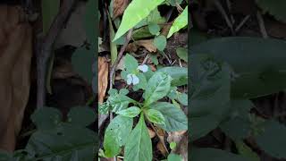 Leucas biflora a medicinal herb of Odisha herb medicinal odisha indianplant forest t [upl. by Enitsenre]