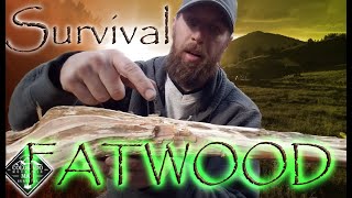 Fatwood  What is fatwood how do you find it and how do you use it [upl. by Adne]