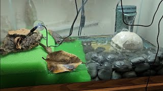 fire bellied toad Bombina orientalis care and setup 2 ways [upl. by Damle]