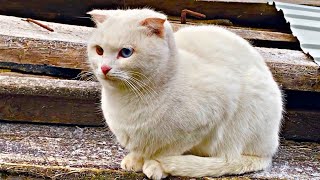 Deaf cat went for a walk  Living with a deaf cat [upl. by Teddman990]