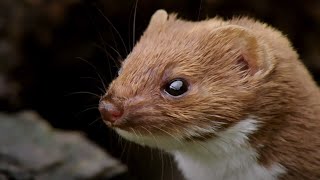 The Most Powerful Bite  Weasels Feisty amp Fearless  BBC Earth [upl. by Cherrita726]