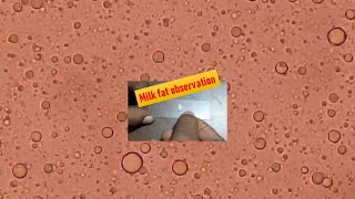 Milk fat under the Microscope [upl. by Valiant818]