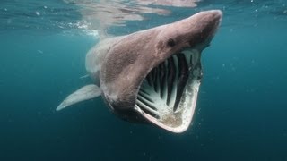 Solstice  Scotlands Basking Sharks [upl. by Ytissahc79]