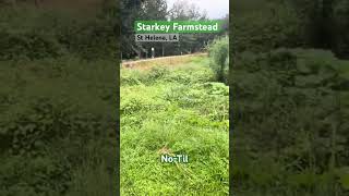 NO ROWS in our GARDEN notill organicfarming farmstead starkey shortvideo PawpawSammyAlyBug [upl. by Eliason]