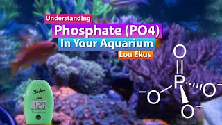 Understanding Phosphates in your Aquarium  Saltwater Reef Deep dive with Lou Ekus from Tropic Marin [upl. by Maltzman]