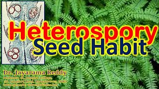 Heterospory Seed Habit Pteridophytes Gymnosperms B Sc M Sc Admission St Josephs College [upl. by Tedda]