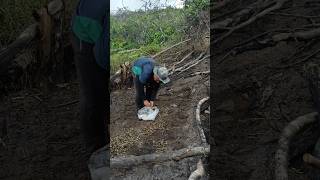 Persiapan lahan untuk pembibitan buah kelapa sawit [upl. by Arluene548]