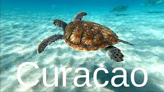 12 Best Curacao Snorkeling Spots [upl. by Raimundo]