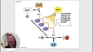 BIO 101 Chapter 6 Power Point How Cells Harvest Chemical Energy [upl. by Stein]