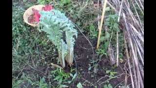 Preparing Globe Artichoke plants for winter Asteraceae  Cynara scolymus [upl. by Geoff]