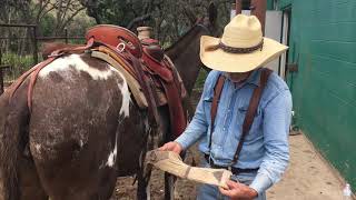 HOW SADDLING A MULE IS DIFFERENT FROM A HORSE [upl. by Fital]