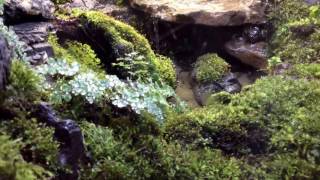 Waterfall in paludarium [upl. by Boardman789]