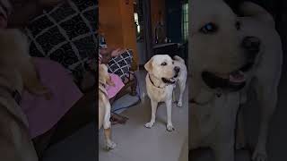 Yaru amma pillai🤔😍🥰🤣😂charlie maxi rocky doglover labradorlovers [upl. by Norreht]