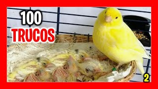 ✅ 100 TRUCOS para CRIAR CANARIOS Fácil Parte 2  Como criar canarios para principiantes [upl. by Gabriell947]