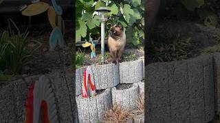 Die Sonnenstrahlen genießen katzenvideos siamese shortsfeed catlover youtubeshorts [upl. by Anerom]