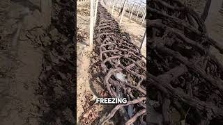 Why Grape Growers Bury Their Vines in Winter shorts [upl. by Liddie77]