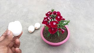 How to use Eggshell fertilizer for plants  Free and natural fertilizer for any plants [upl. by Sukramaj]