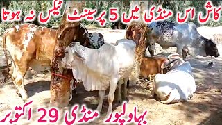 Bahawalpur Cow Mandi Cholistani Mandi Nukre Gulabi Ablk Bachre Bachri  Global Village Farming [upl. by Yalhsa]