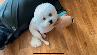 Bichon Frise Vlog  일상 브이로그 [upl. by Zerelda]