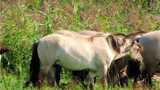 konikpaarden nature Oostvaardersplassen [upl. by Nazarius449]