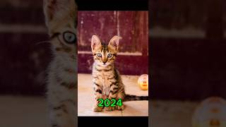 Cat vs 55000 bce year ago2024ytshortvideoviralvideoviralshortsshorts [upl. by Juliet]