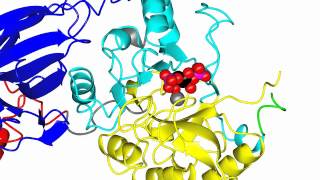 Phospholipase C delta [upl. by Nellad592]