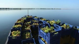 Lisola di Mozia da antica città fenicia a paradiso vitivinicolo [upl. by Alyekahs]