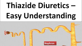 Hydrochlorthoazide Chlorthalidone Thiazide Diuretics  Pharmacology amp MOA How it works [upl. by Meeker]