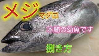 魚の捌き方メジマグロ捌き方 [upl. by Akirdna320]