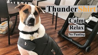 ThunderShirt For Dog  Before amp After  TGK00110 [upl. by Nerradal]