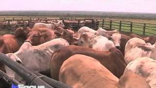 Kenya Cattle Program [upl. by Edita]